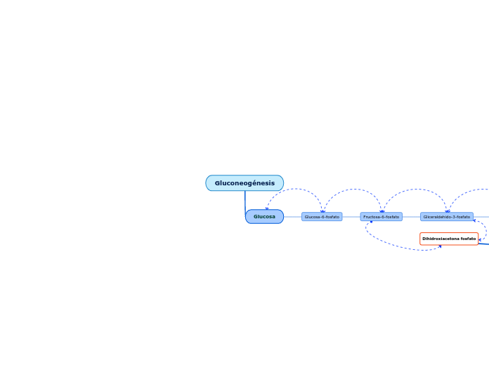 Gluconeog Nesis Mind Map